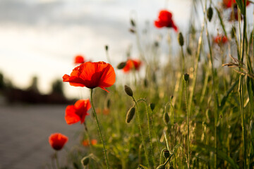 Red poppy flowers growing at the edge of a road