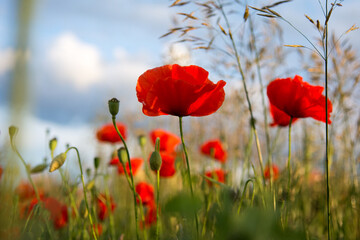 Red poppy flowers growing on a meadow - 542731139