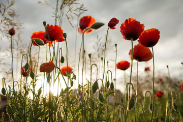 Red poppy flowers against the rising sun