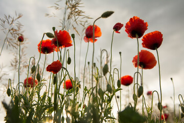 Beautiful red poppies against the rising sun - 542731178