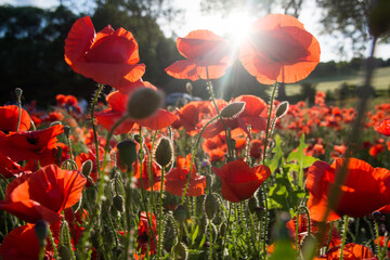 Field of red poppy flowers against the setting sun - 542731309