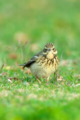 Boompieper, Tree Pipit, Anthus trivialis