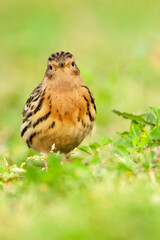 Roodkeelpieper, Red-throated Pipit, Anthus cervinus