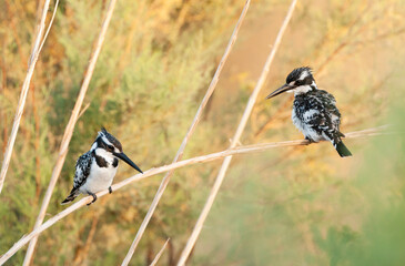 Bonte IJsvogel, Pied Kingfisher, Ceryle rudis