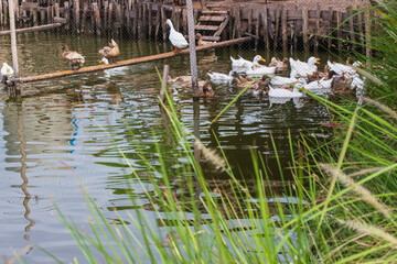 The group of rural duck