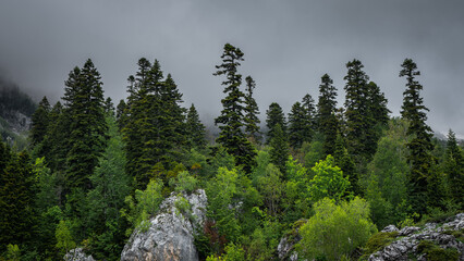 Fototapeta na wymiar Atmospheric forest landscape with coniferous trees on stony hill in low clouds in rainy weather.