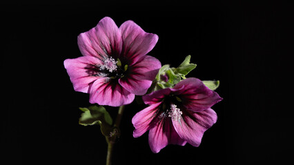 Lavatera arborea lavatera