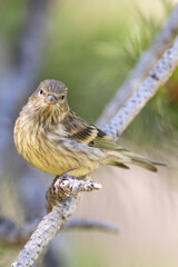 Citroenkanarie, Citril Finch, Serinus citrinella