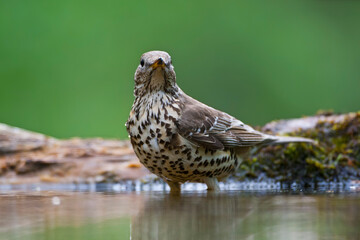 Grote Lijster, Mistle Thrush, Turdus viscivorus