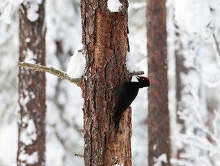 Zwarte Specht, Black Woodpecker, Dryocopus martius