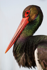 Zwarte Ooievaar, Black Stork, Ciconia nigra