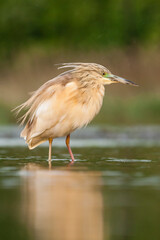 Ralreiger, Squacco Heron, Ardeola ralloides