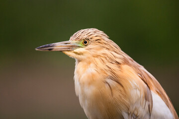 Ralreiger, Squacco Heron, Ardeola ralloides