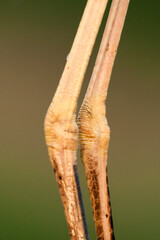 Grote Zilverreiger, Western Great Egret, Ardea alba alba