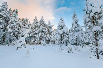 beautiful winter landscape snow tree