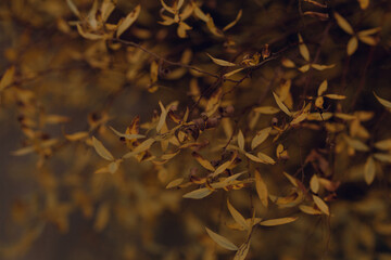 dark moody faded autumn leaf background, brown fall plants decay