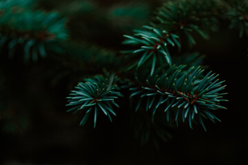dark moody pine tree background