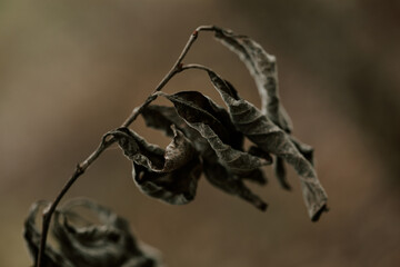 dark moody faded autumn leaf background, brown fall plants decay