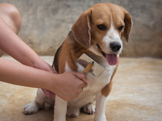 Hair dog with brush, Dog cleaning, excessive hair loss in dog