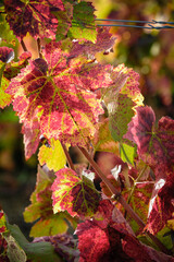 VIGNE EN AUTOMNE