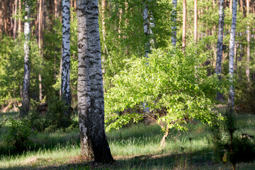 Birch wood with white and black birch trunks and light green leaves