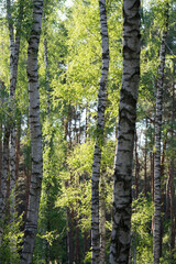 Wood with white and black birch trunks and light green leaves