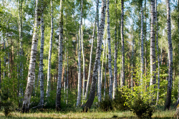 Birch wood in spring with white and black birch trunks and light green leaves - 542733983