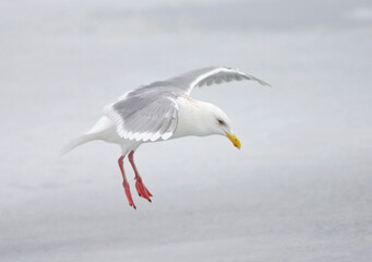 Grote Burgemeester; Glaucous Gull; Larus hyperboreus
