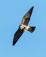 Boomvalk, Eurasian Hobby, Falco subbuteo