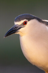 Kwak, Black-crowned Night Heron, Nycticorax nycticorax