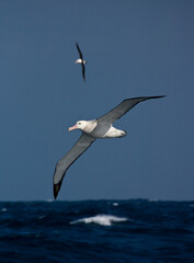 Fototapeta na wymiar Grote Albatros, Snowy (Wandering) Albatross, Diomedea (exulans) exulans