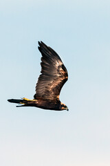Bruine Kiekendief, Western Marsh Harrier, Circus aeruginosus