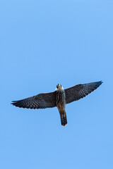 Boomvalk, Eurasian Hobby, Falco subbuteo