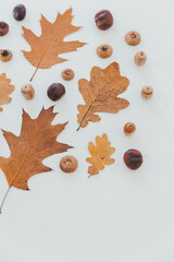 Rhythmic pattern of oak leaves, chestnuts and acorns. Still life of autumn leaves on a white table....