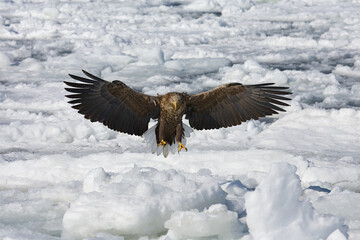 White-tailed Eagle, Zeearend, Haliaeetus albicilla