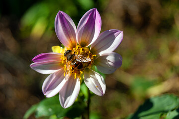 Close-up - Dahlia with nine pink petals, on which a striped fly resembling a bee sits.