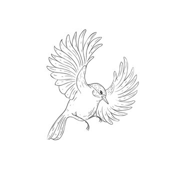Bird on the White Background. Vector