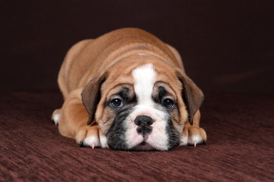 Cute funny continental bulldog puppy. Fat Pup