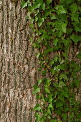 Kora drzewa porośnięta bluszczem - obrazy, fototapety, plakaty