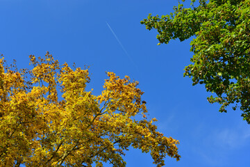 autumn colors