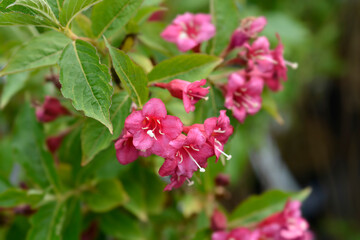 Weigela Bristol Ruby