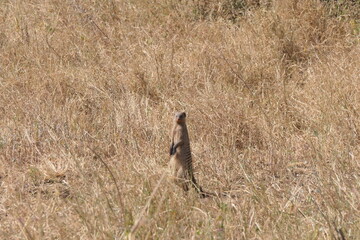Mongoose on lookout 