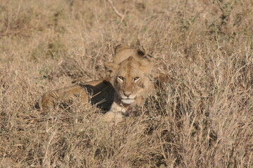 Lion cubs angry look 