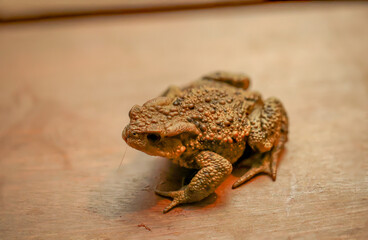 Eine Erdkröte, Bufo Bufo welche sich Abends auf die Terasse wagte.