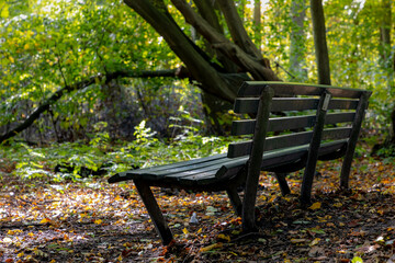 A lonely chair (bench) in the park with green leaves and tree trunks and sunlight in beginning of Autumn, Amsterdamse Bos (Forest) Park in the municipalities of Amstelveen and Amsterdam, Netherlands.