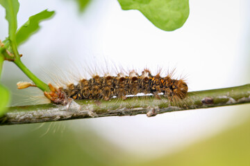 Die Raupe eines Goldafters, Schmetterlings auf einer Pflanze.
