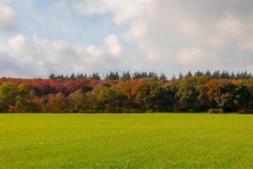 Fototapeta premium Landscape with view of green meadow and the wood under blue sky and white clouds, Grass field and the forest with orange, yellow or red colour in Autumn, Countryside of Netherlands, Nature background.