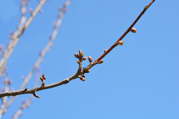 Japanese flowering cherry Kanzan