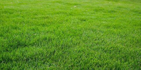 Eine Gras Textur, Blick auf einen saftig grünen Rasen.