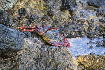 Eine rote Klippenkrabbe oder auch rote Felsenkrabbe auf einem Felsen am Meer.

